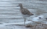 Bruchwasserläufer